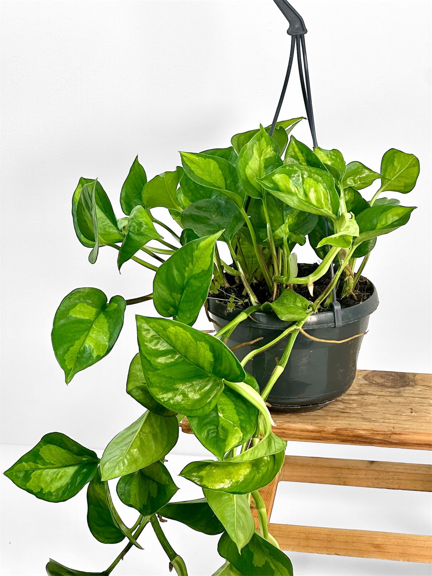 Epipremnum Global Green - suspension