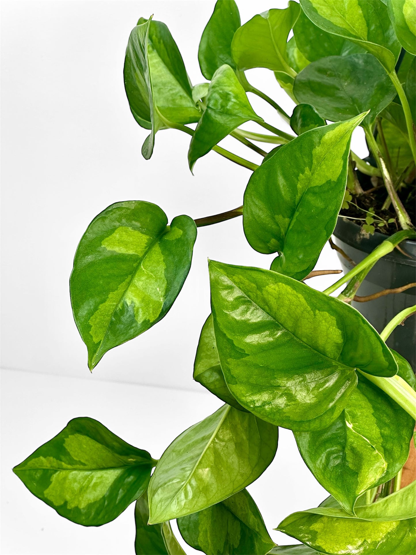 Epipremnum Global Green - suspension