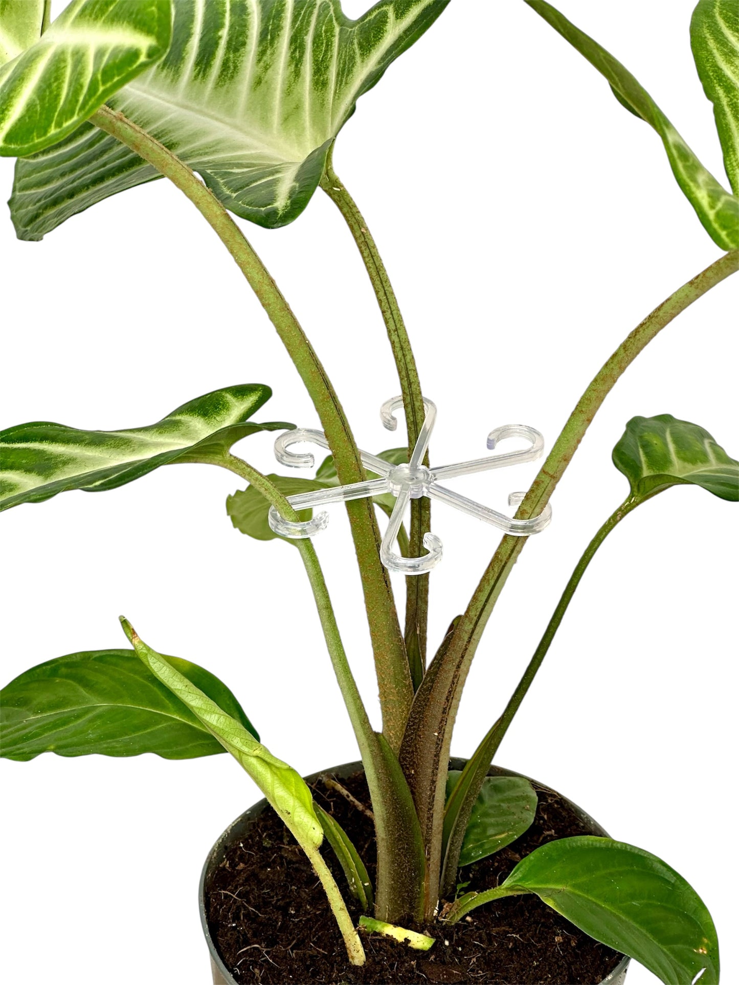Support de tige pour plantes - Lot de 4 pièces