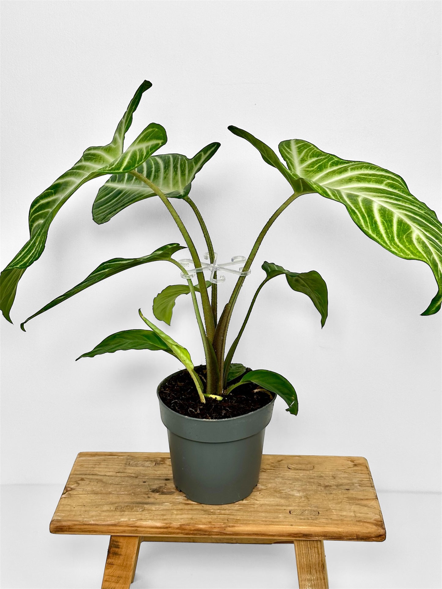 Support de tige pour plantes - Lot de 4 pièces
