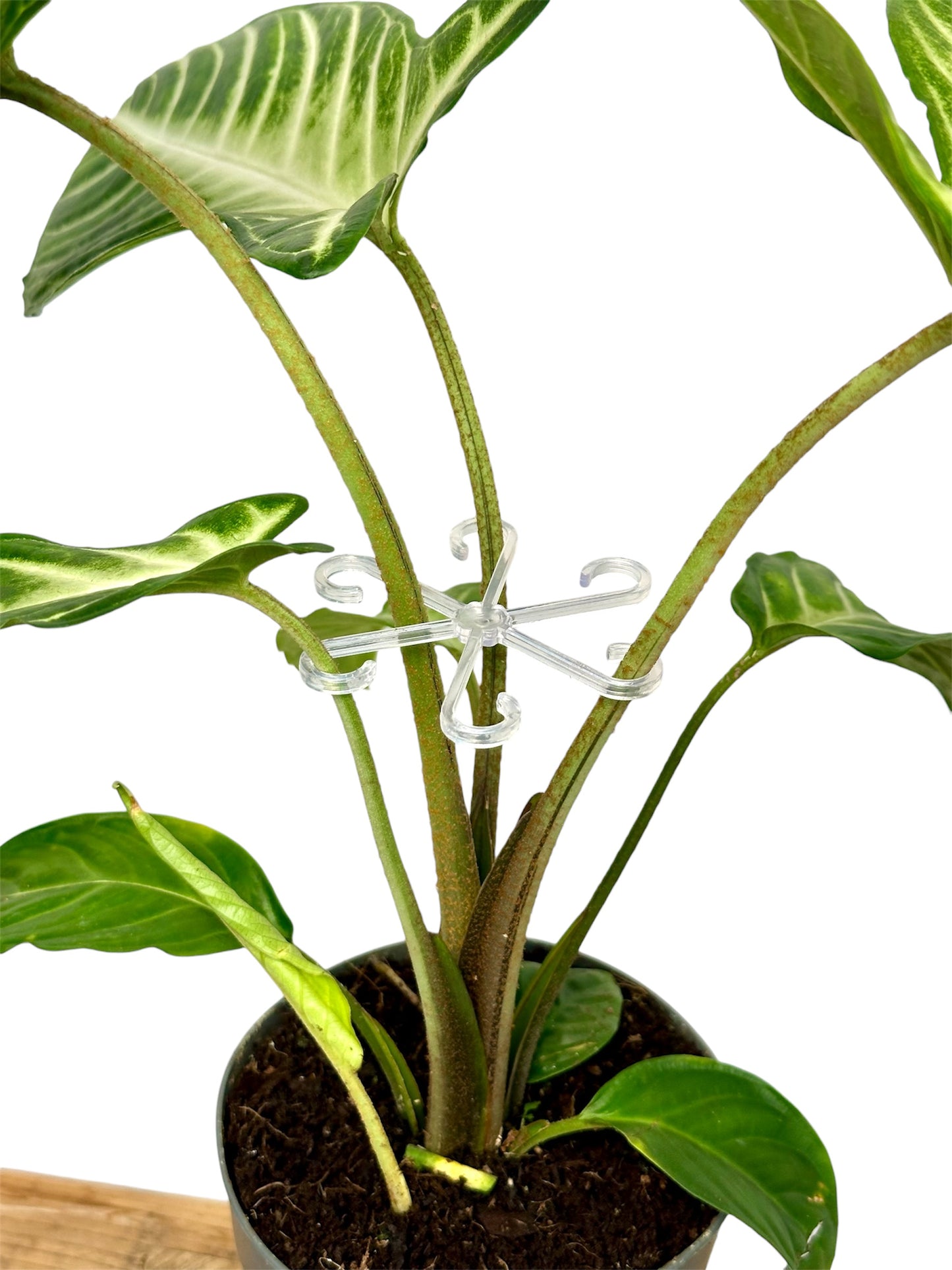 Support de tige pour plantes - Lot de 4 pièces