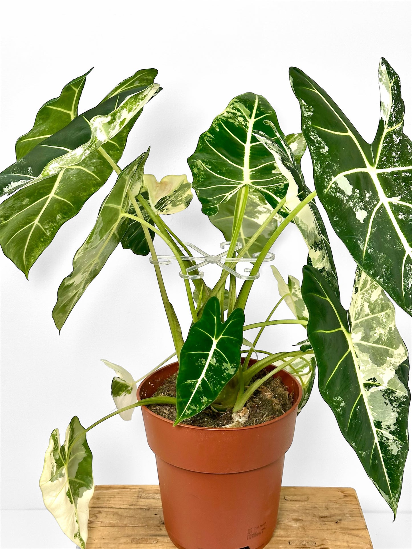 Support de tige pour plantes - Lot de 4 pièces