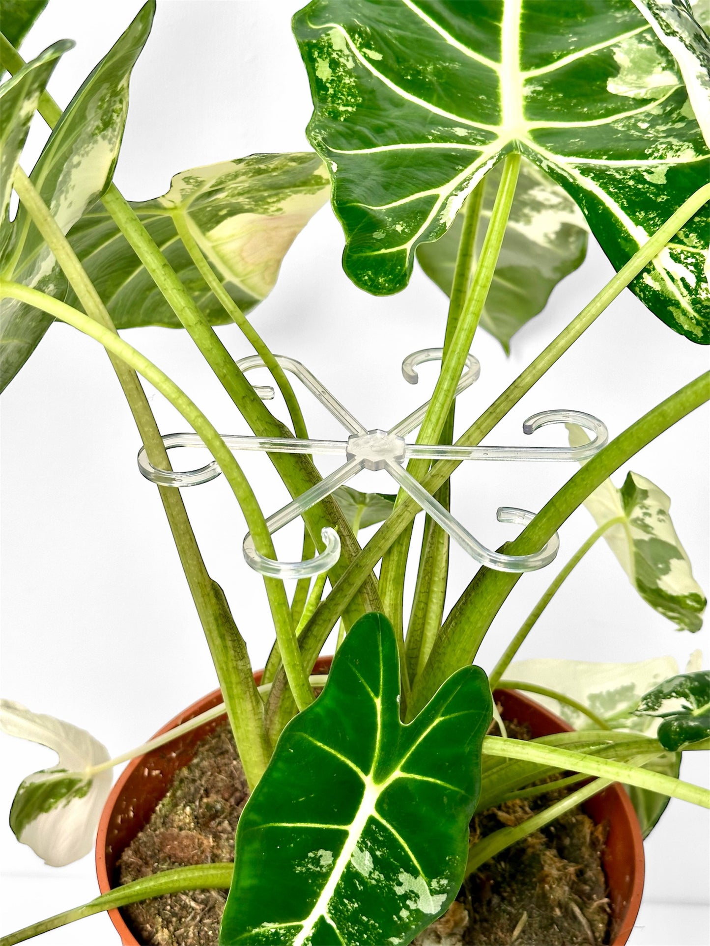 Support de tige pour plantes - Lot de 4 pièces