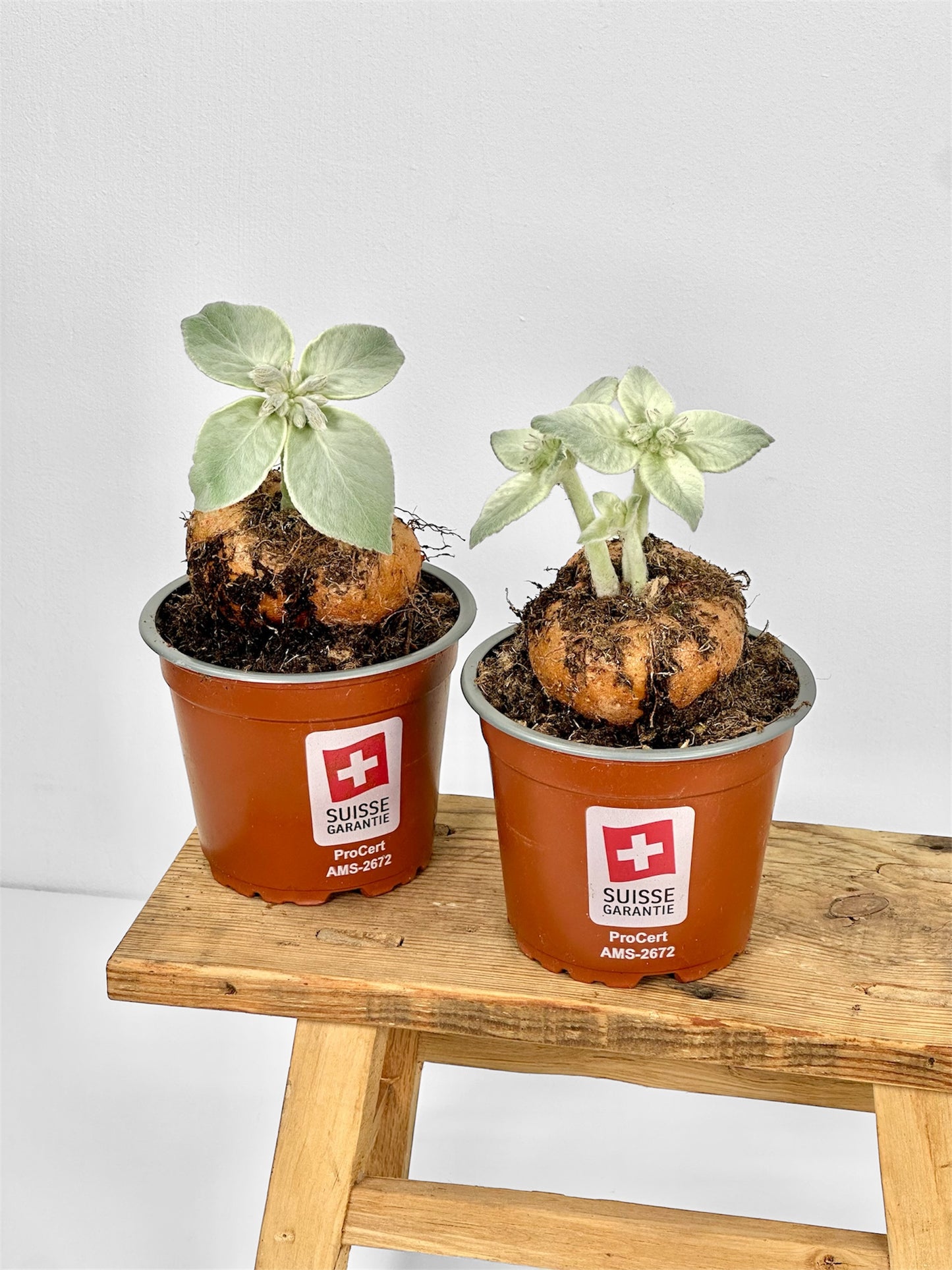 Sinningia Leucotricha - Edelweiss du Brésil