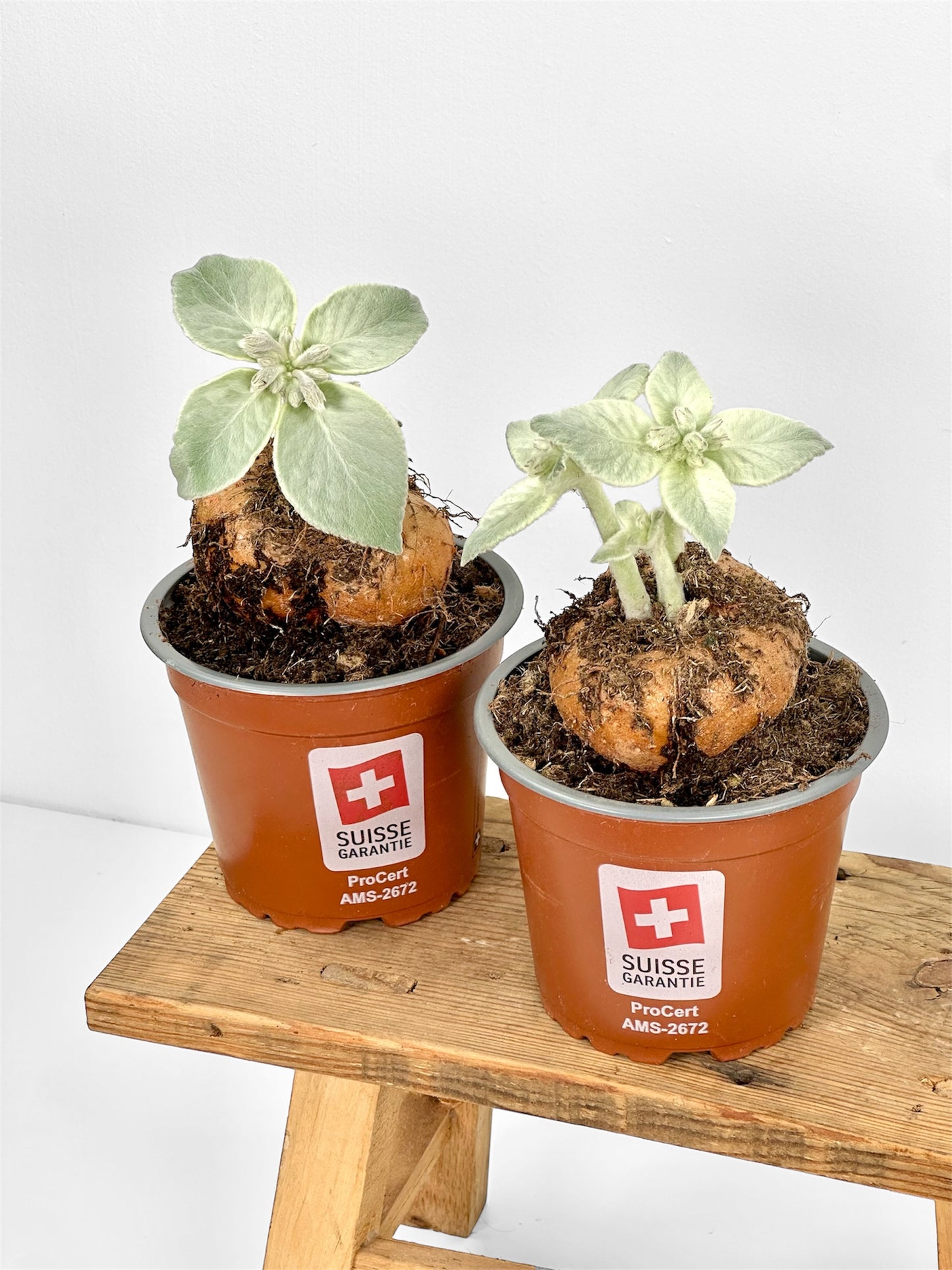 Sinningia Leucotricha - Edelweiss du Brésil