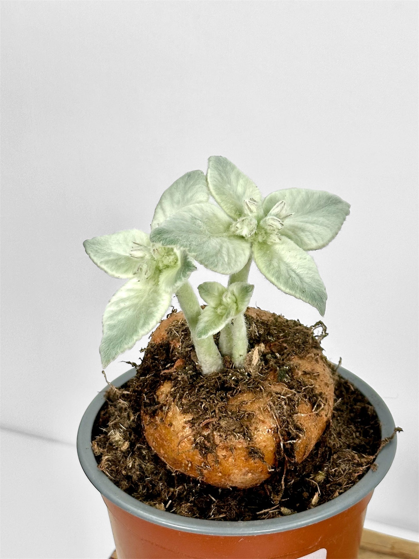 Sinningia Leucotricha - Edelweiss du Brésil