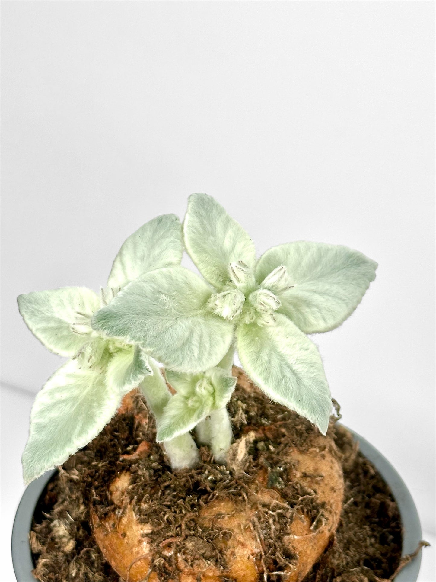 Sinningia Leucotricha - Edelweiss du Brésil