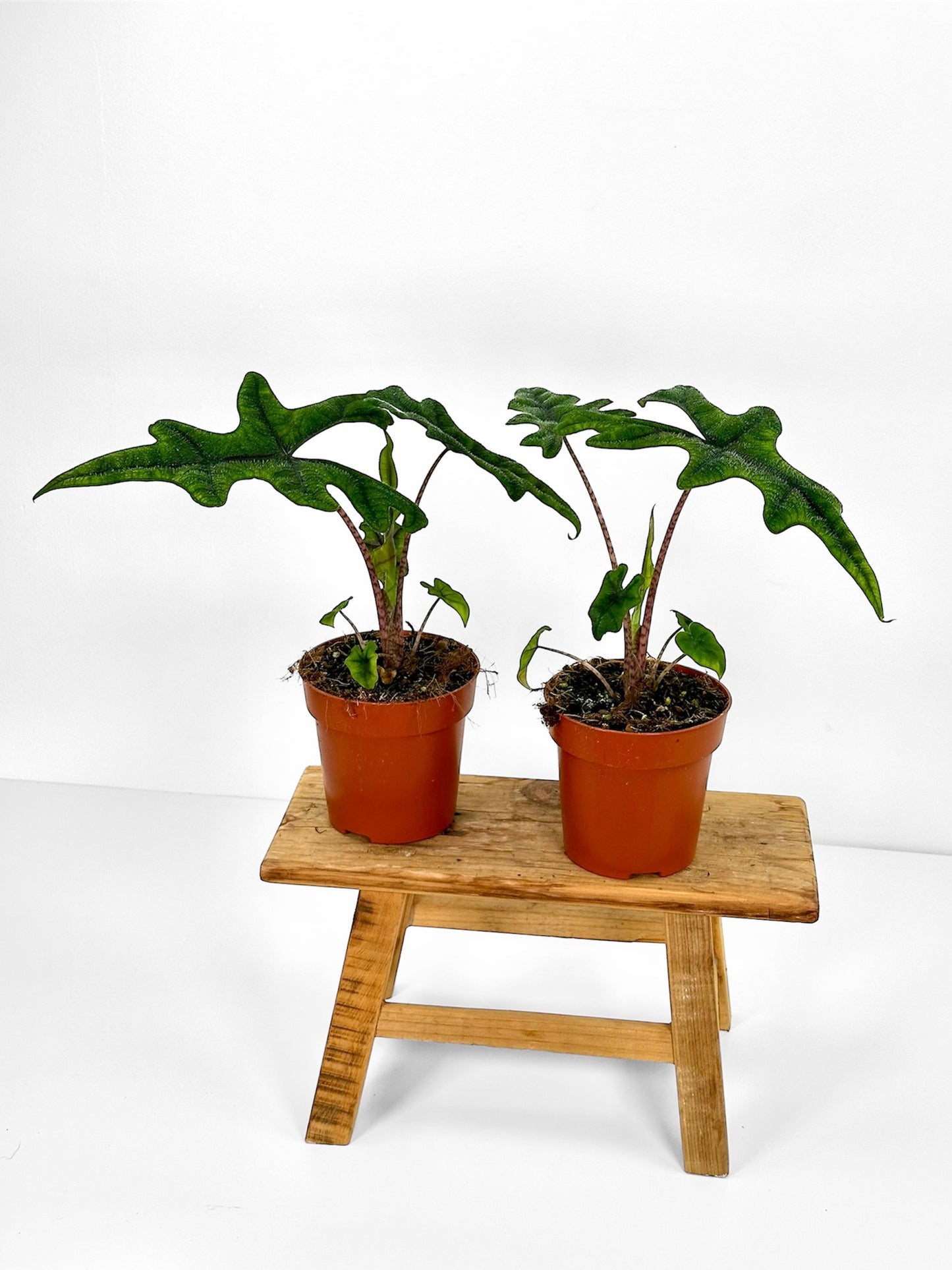 Alocasia Jacklyn