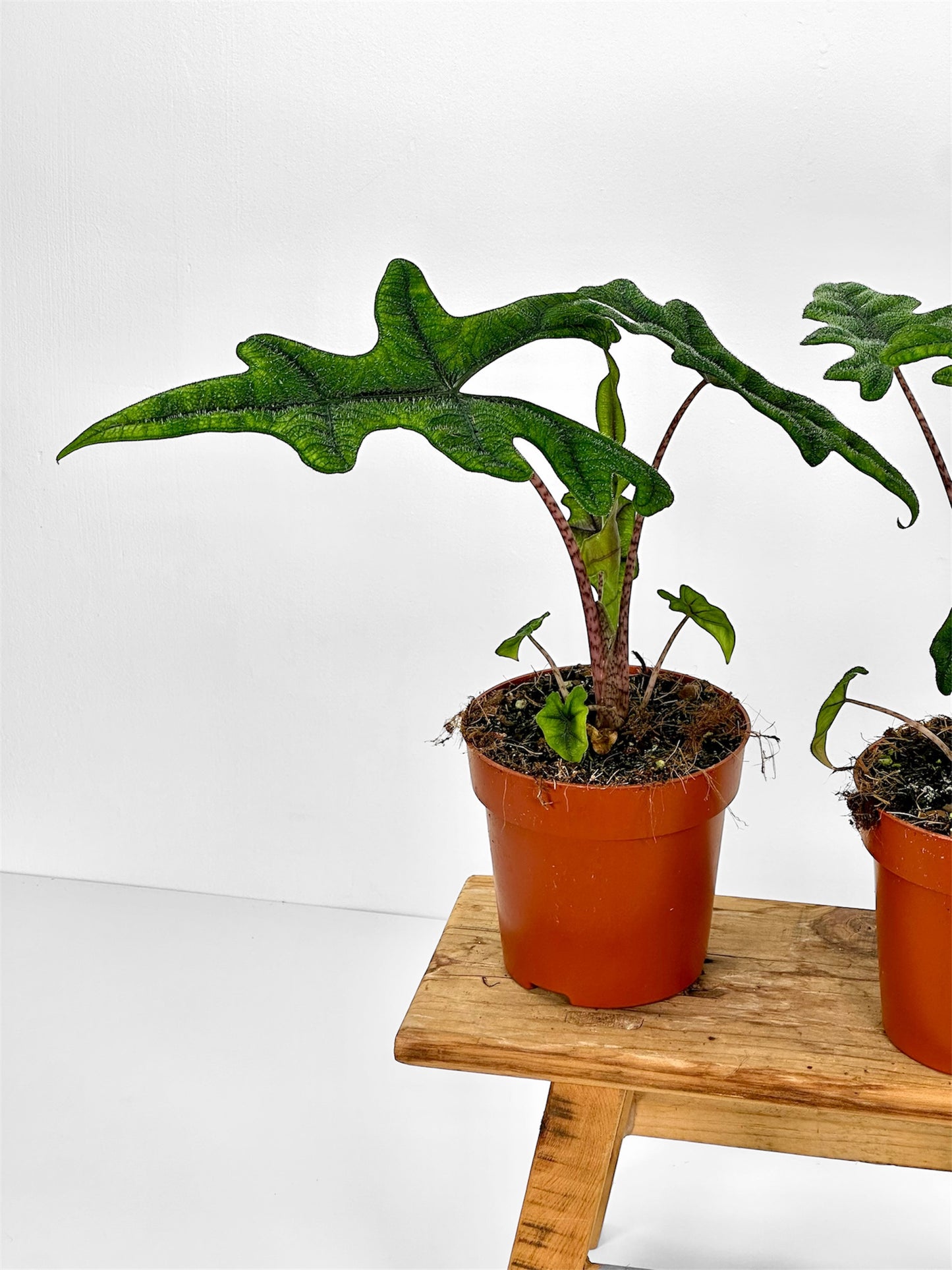 Alocasia Jacklyn
