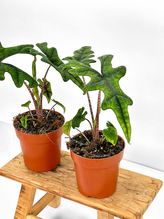 Alocasia Jacklyn