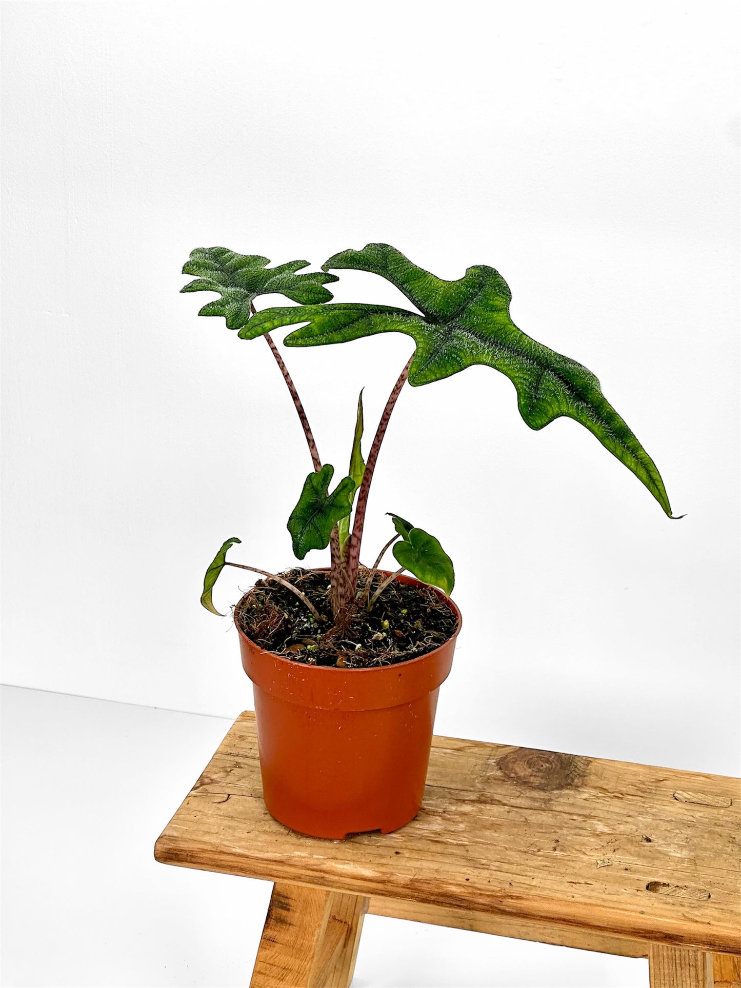 Alocasia Jacklyn