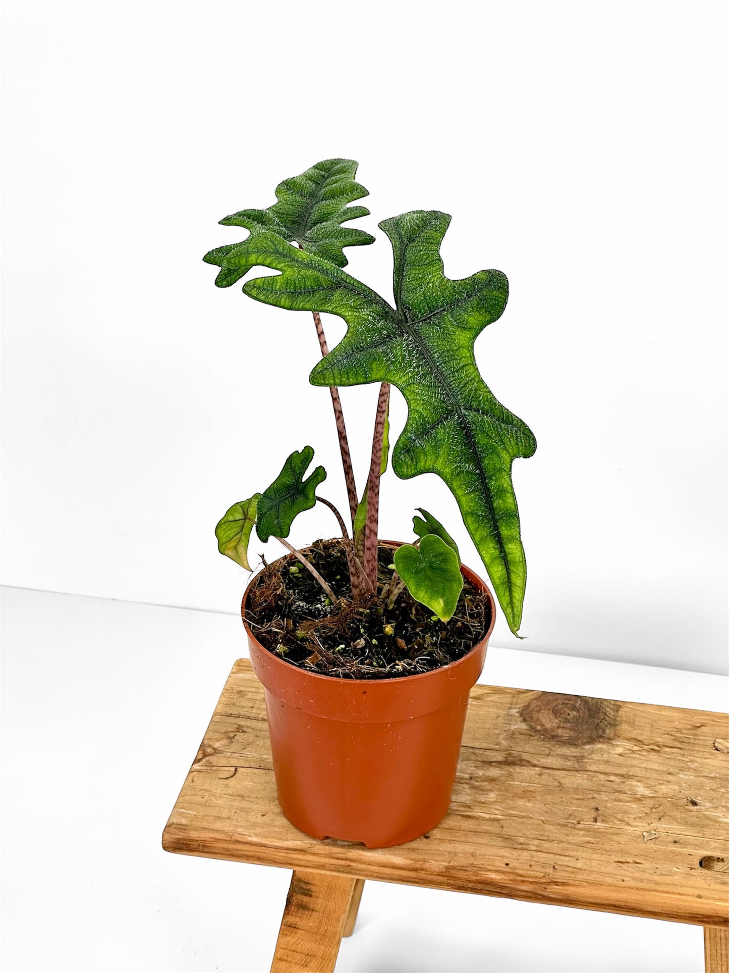 Alocasia Jacklyn