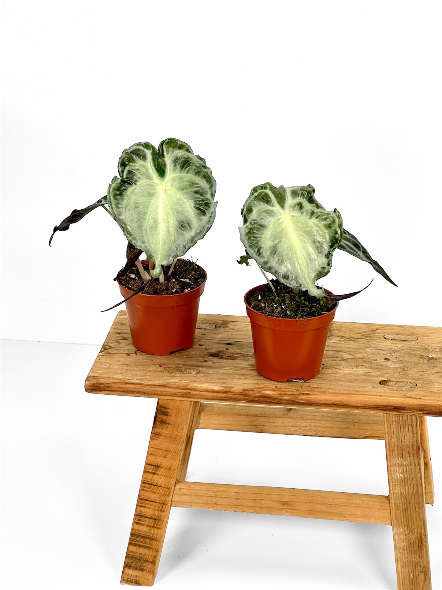 Alocasia Venom