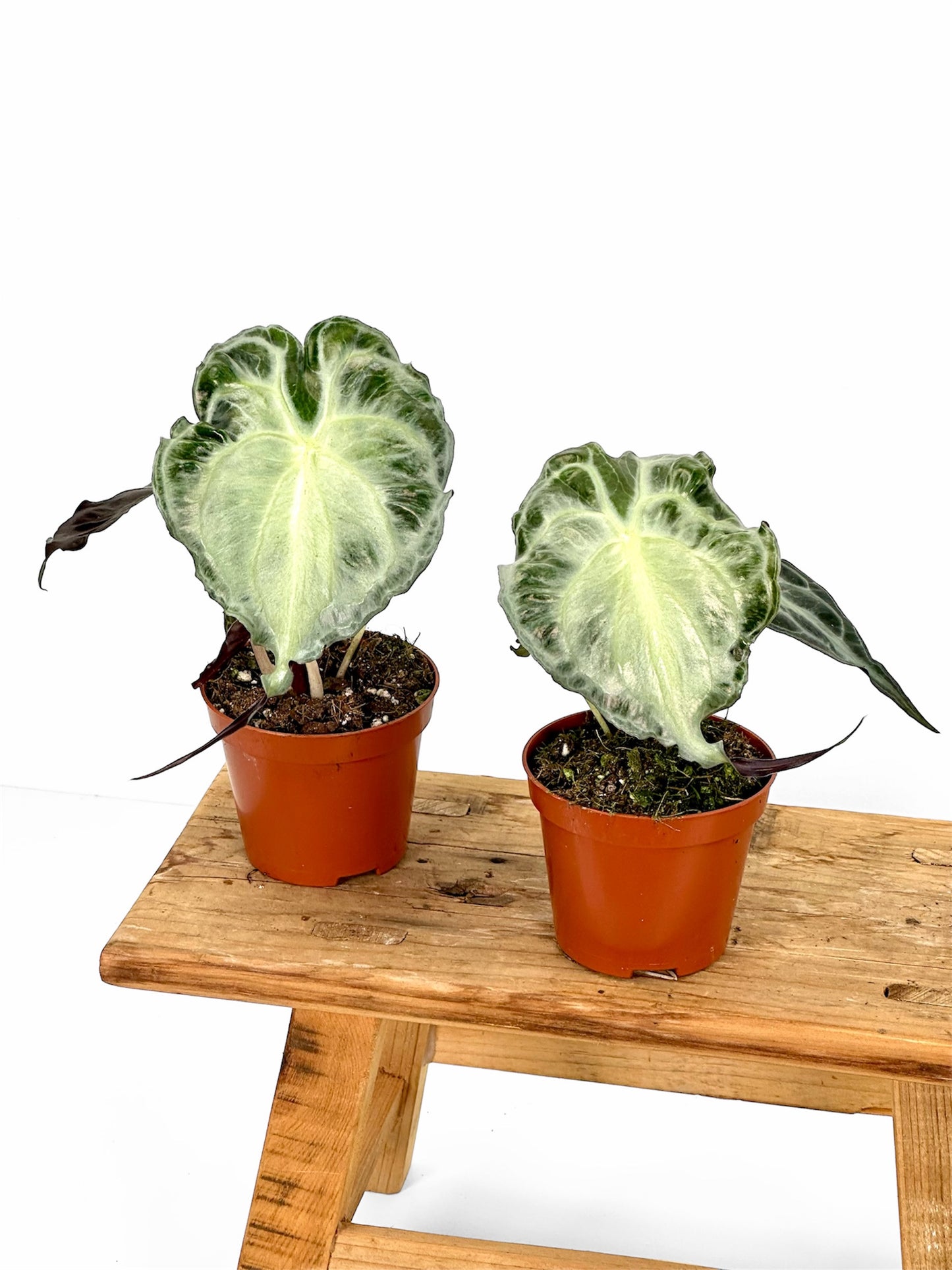 Alocasia Venom