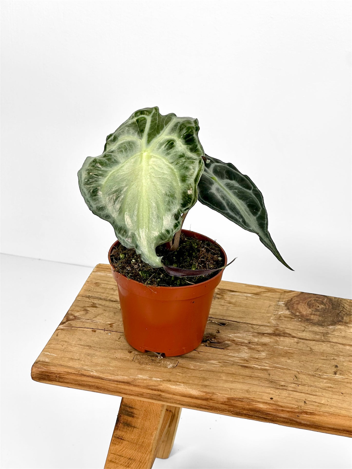 Alocasia Venom