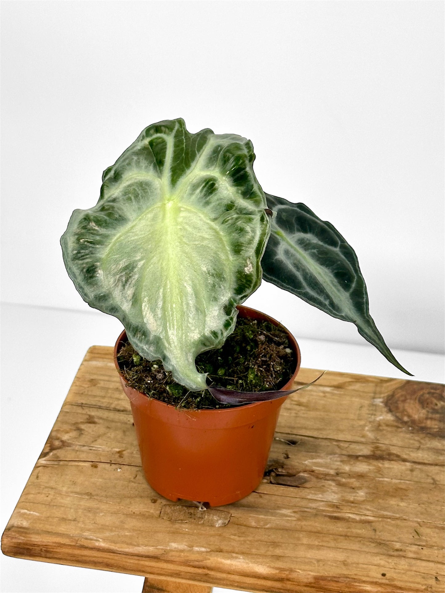 Alocasia Venom