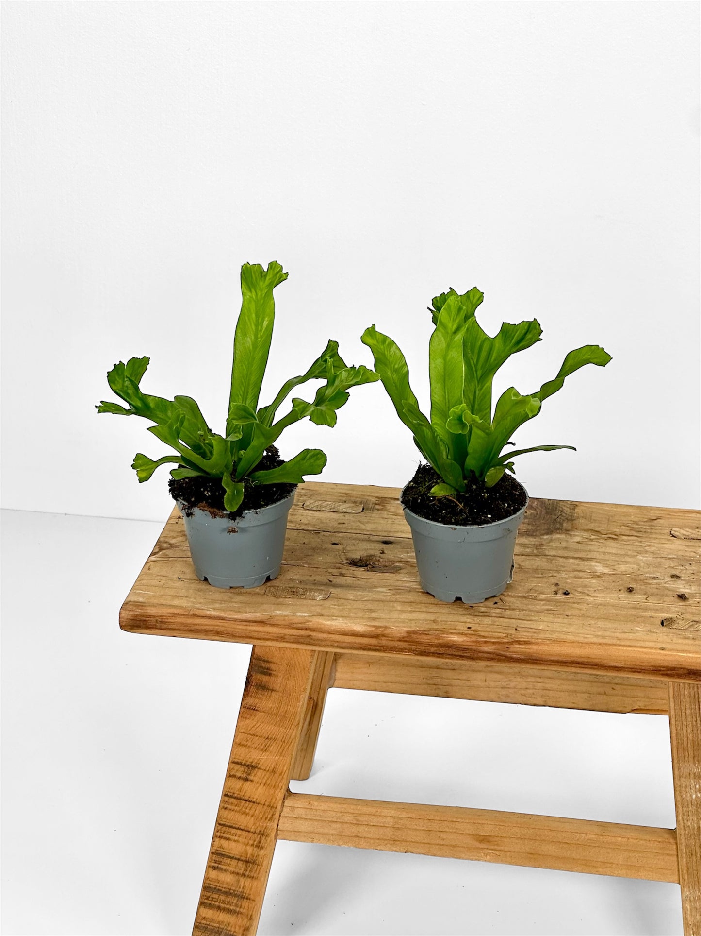 Asplenium Antiquum Leslie - Baby plant
