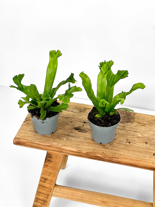 Asplenium Antiquum Leslie - Baby plant