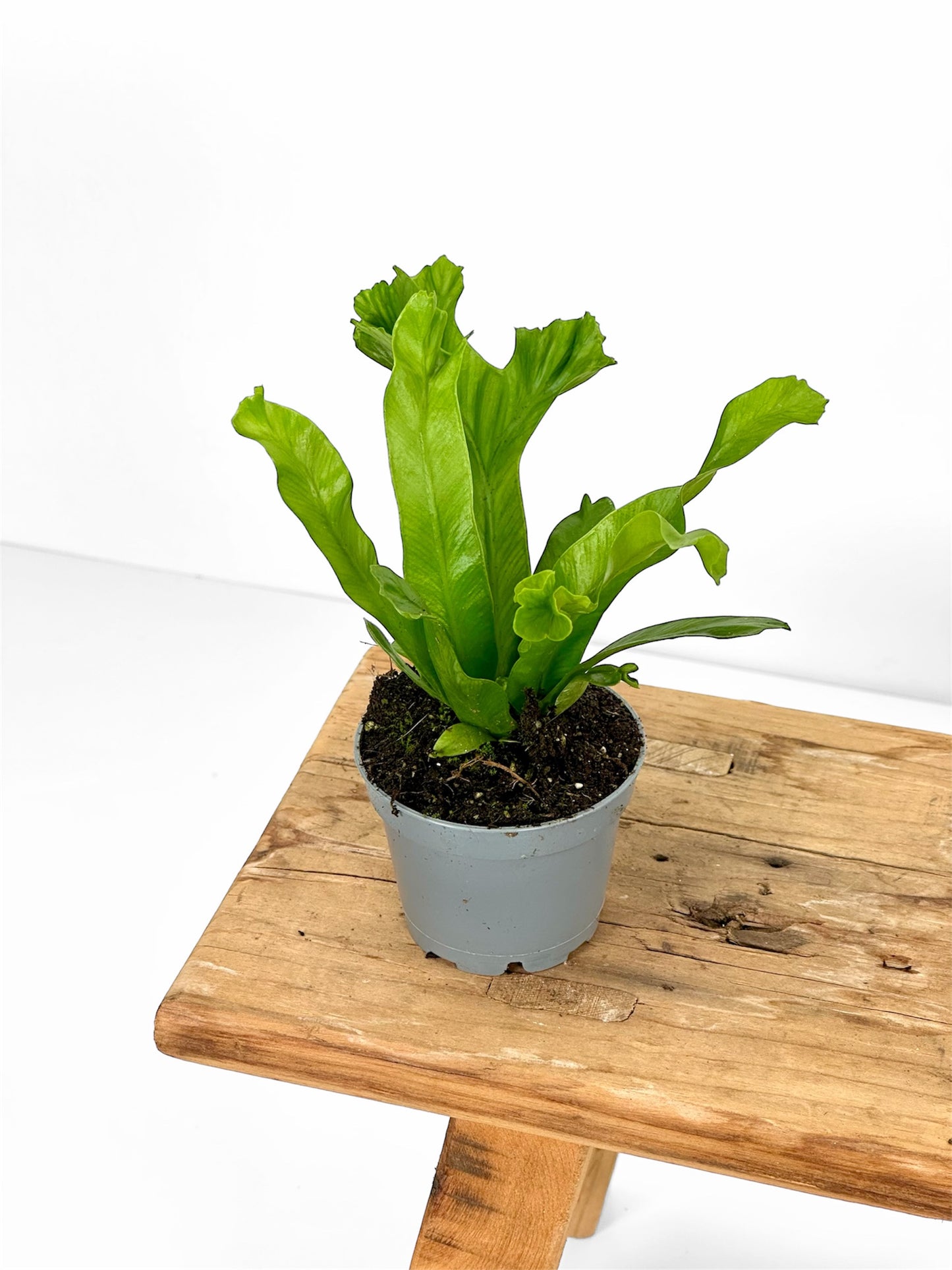 Asplenium Antiquum Leslie - Baby plant