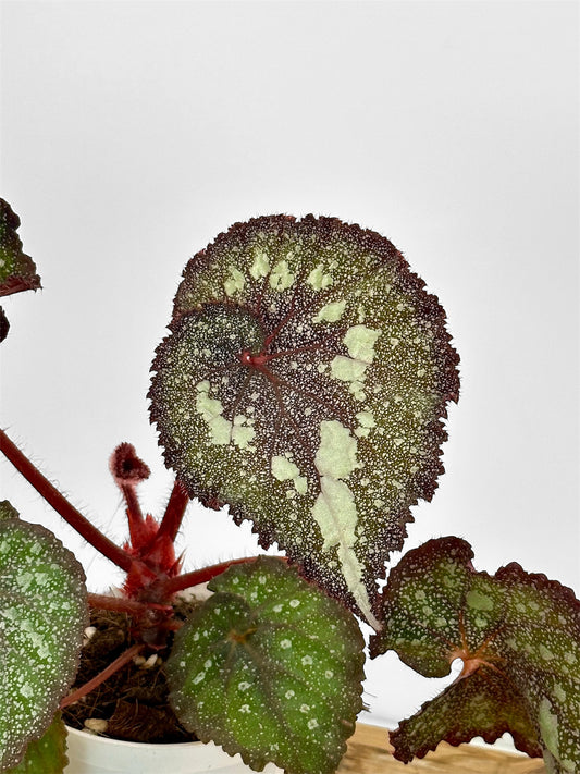 Begonia Super universe
