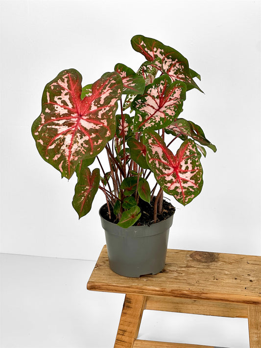 Caladium Carolyn Whorton