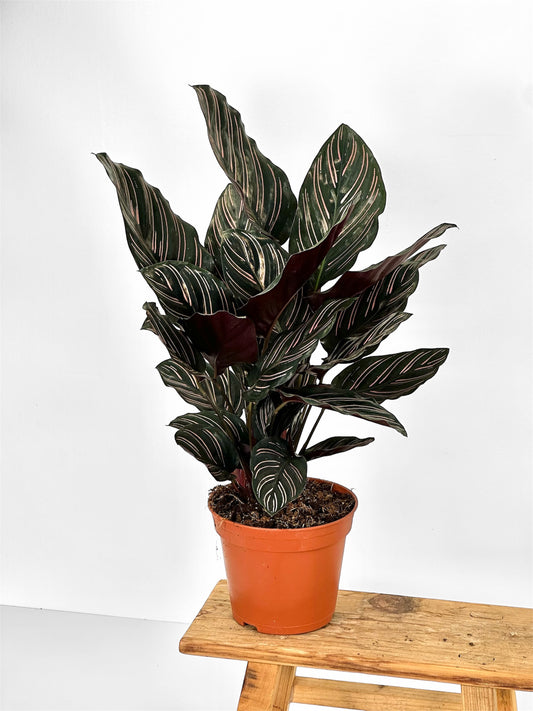 Calathea Ornata