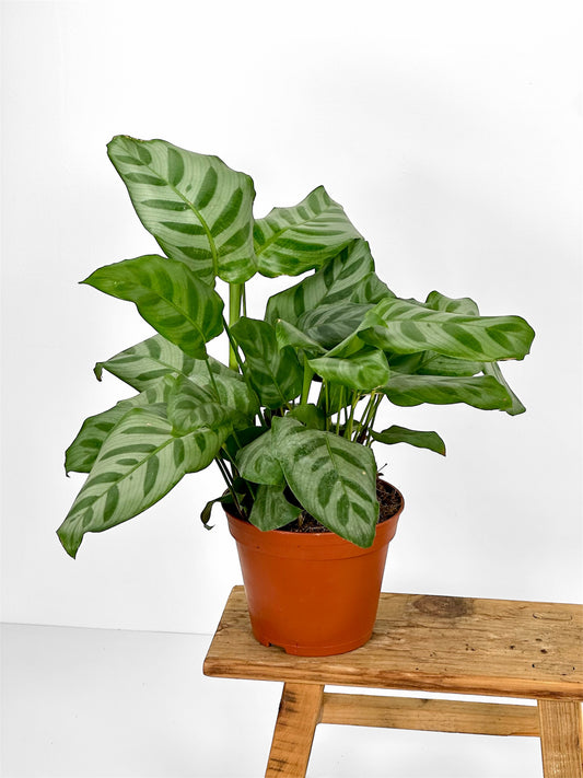 Calathea Ornata (Copie)