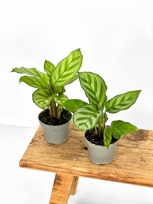 Calathea Freddie - Baby plant