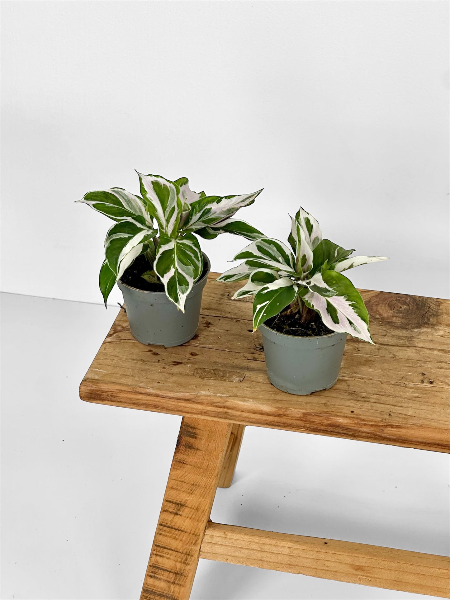 Calathea White Fusion - Baby plant