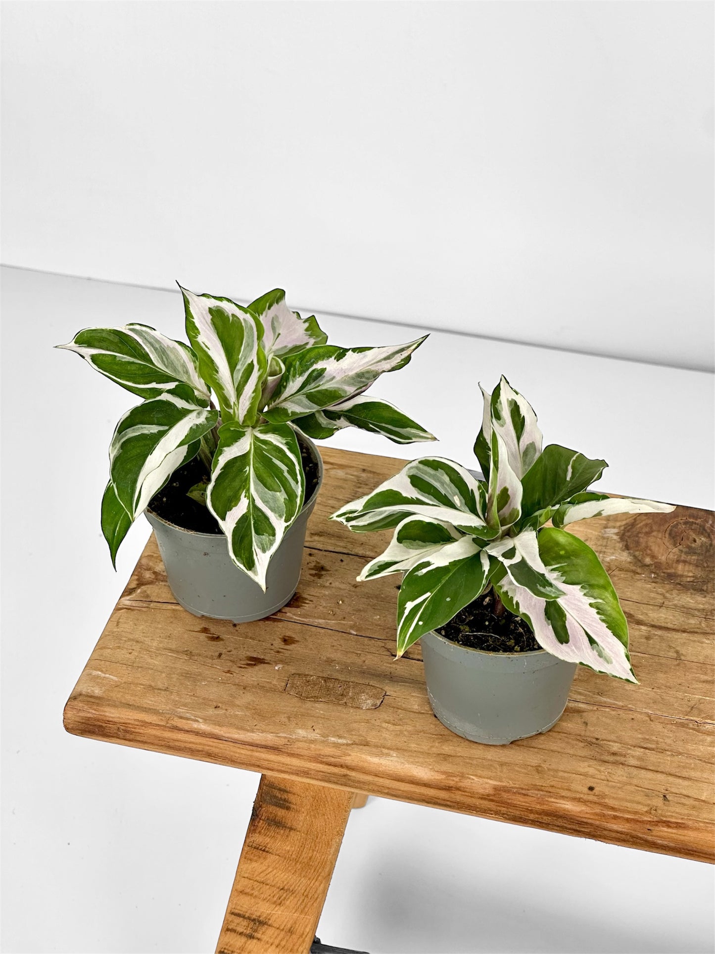 Calathea White Fusion - Baby plant
