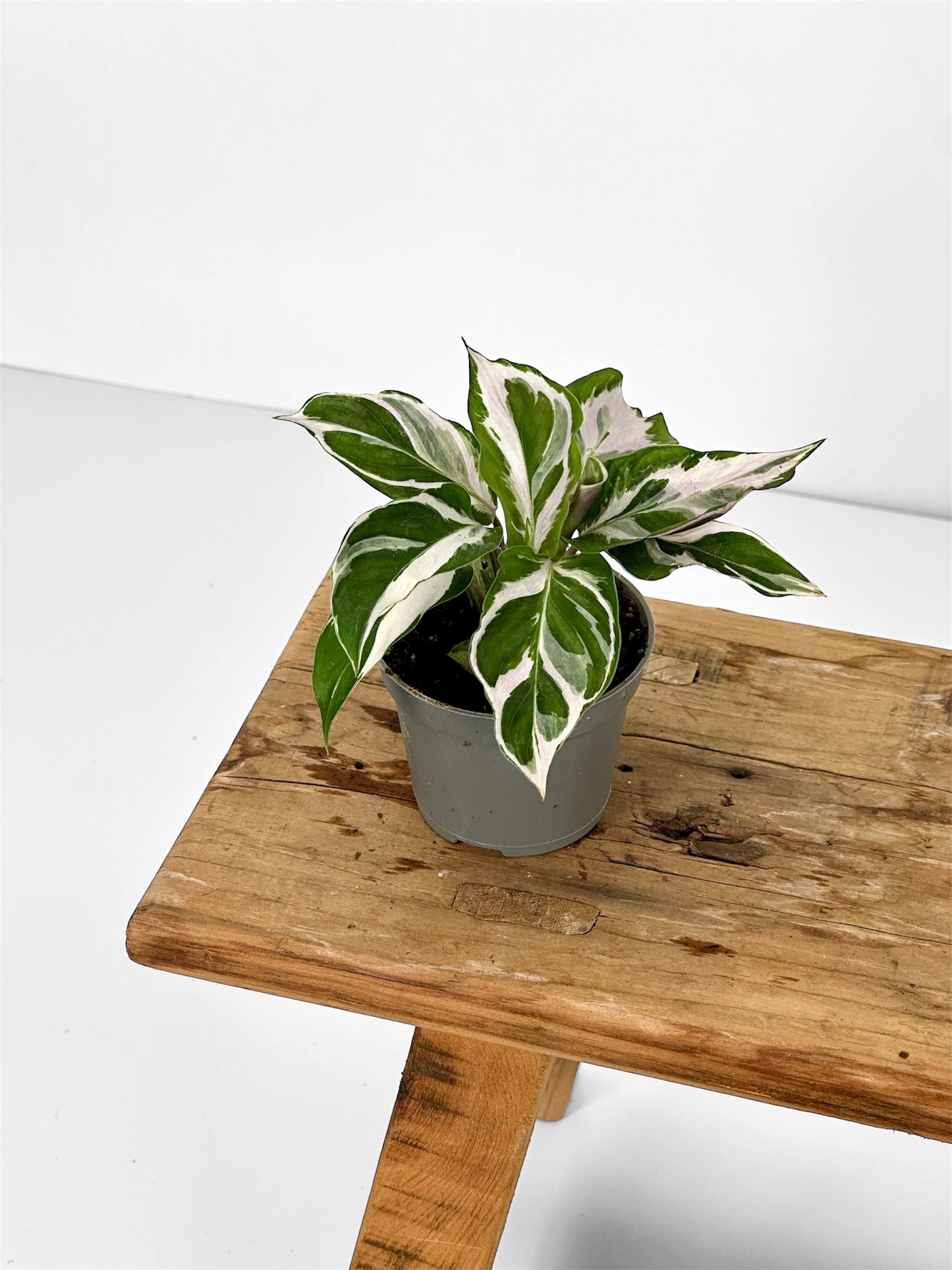 Calathea White Fusion - Baby plant