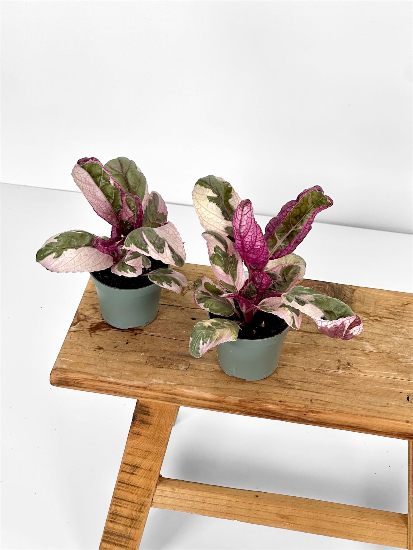 Hemigraphis snow white - Baby plant