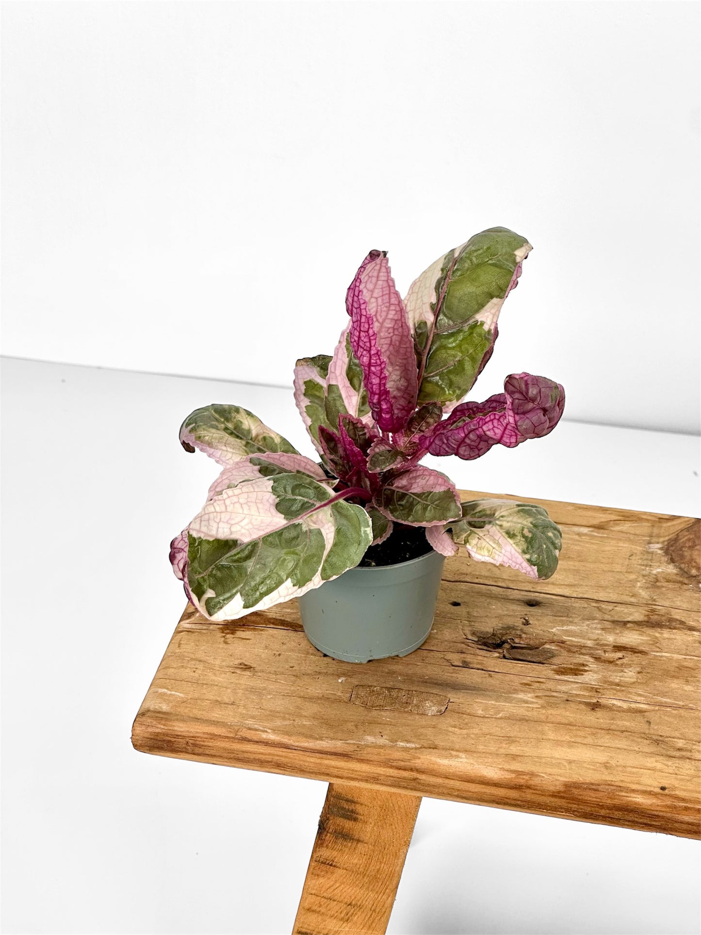 Hemigraphis snow white - Baby plant