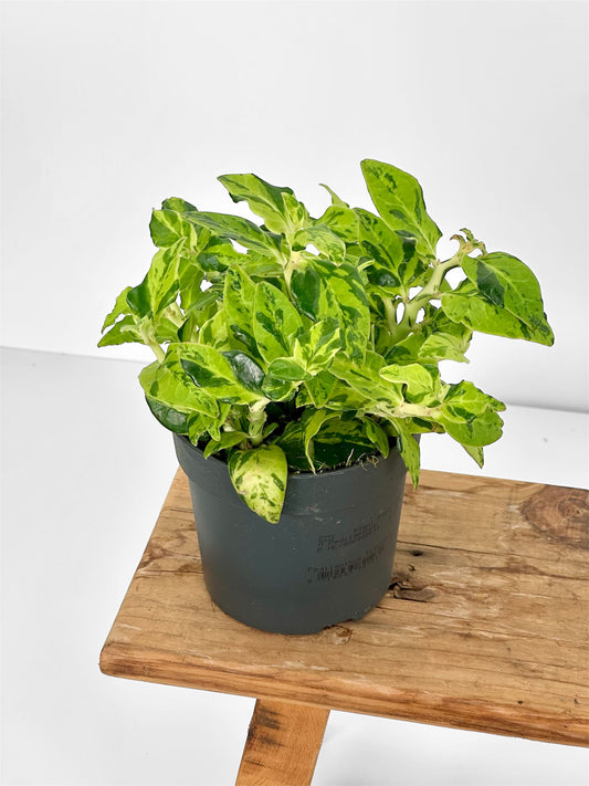 Pedilanthus Tithymaloides - Euphorbia Tithymaloides