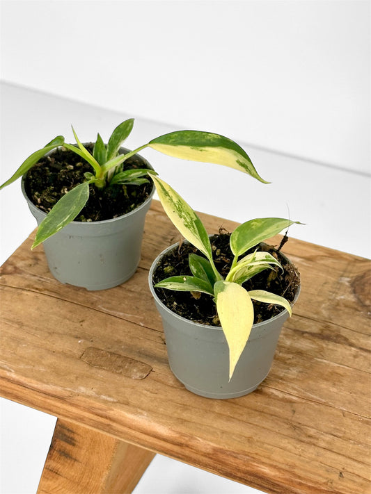 Philodendron Florida Beauty - Baby plant