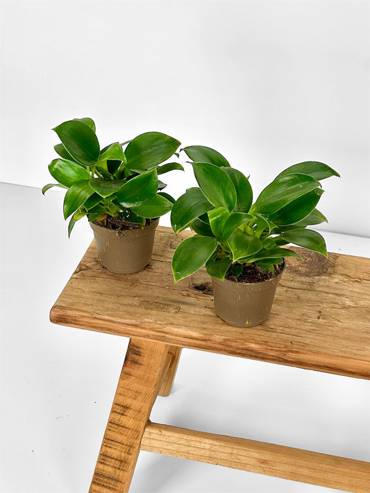 Philodendron Green Princess - Baby plant