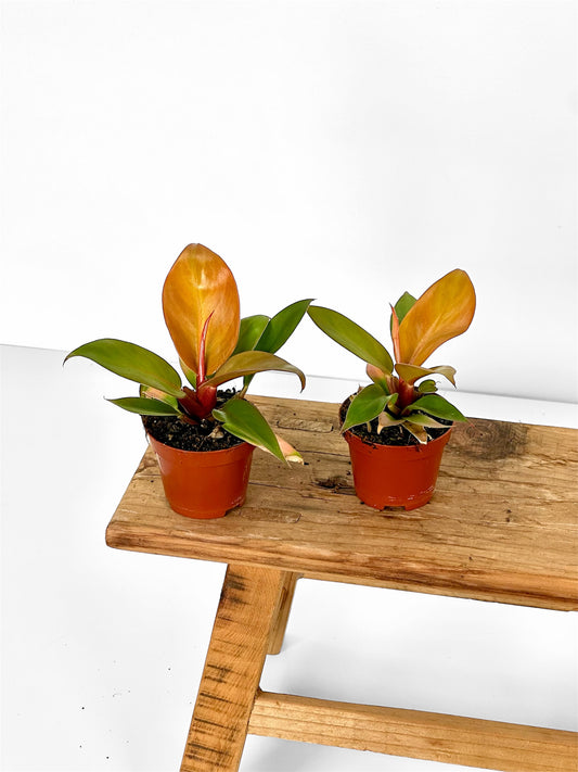 Philodendron Prince of Orange - Baby plant