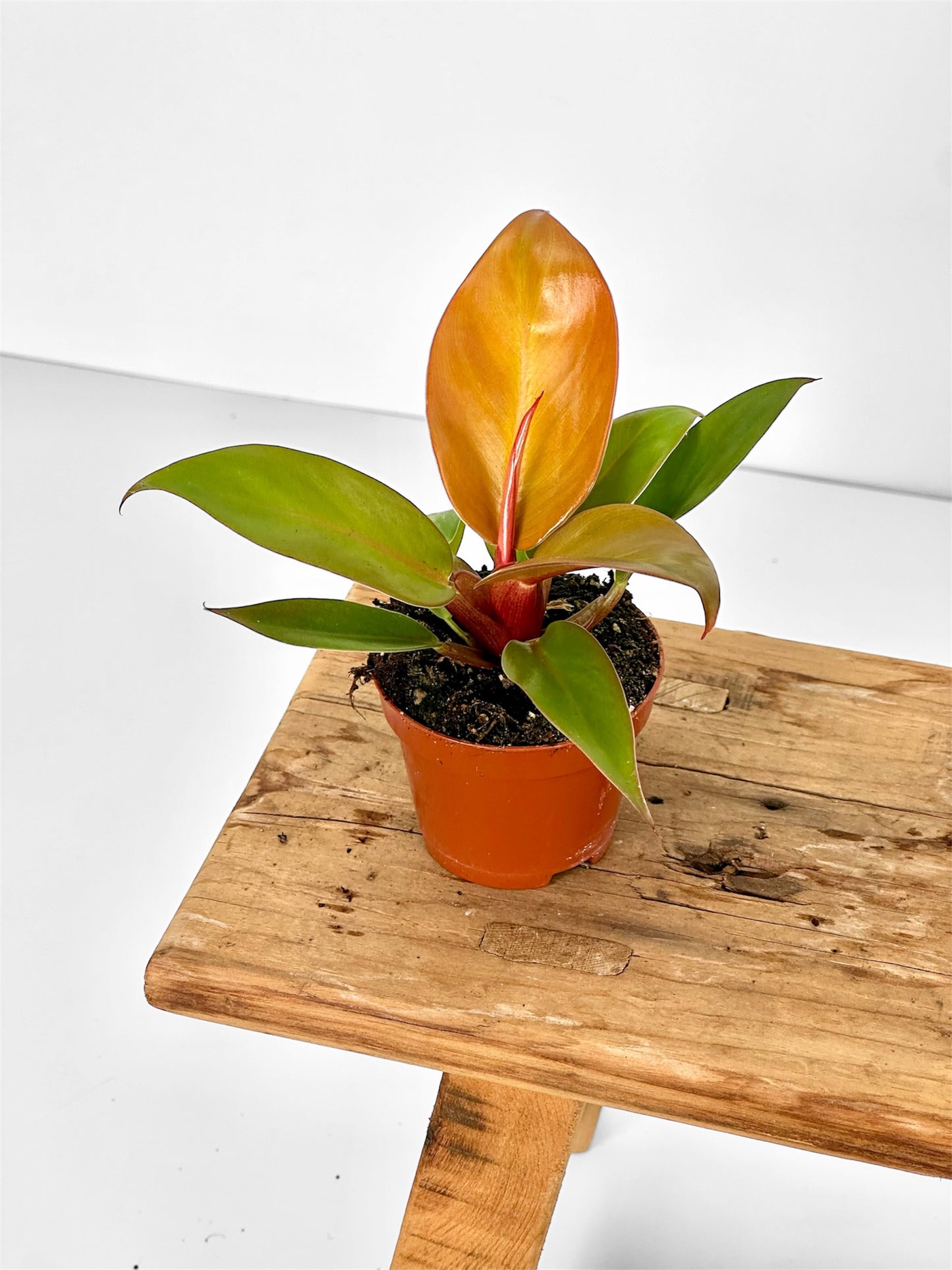 Philodendron Prince of Orange - Baby plant