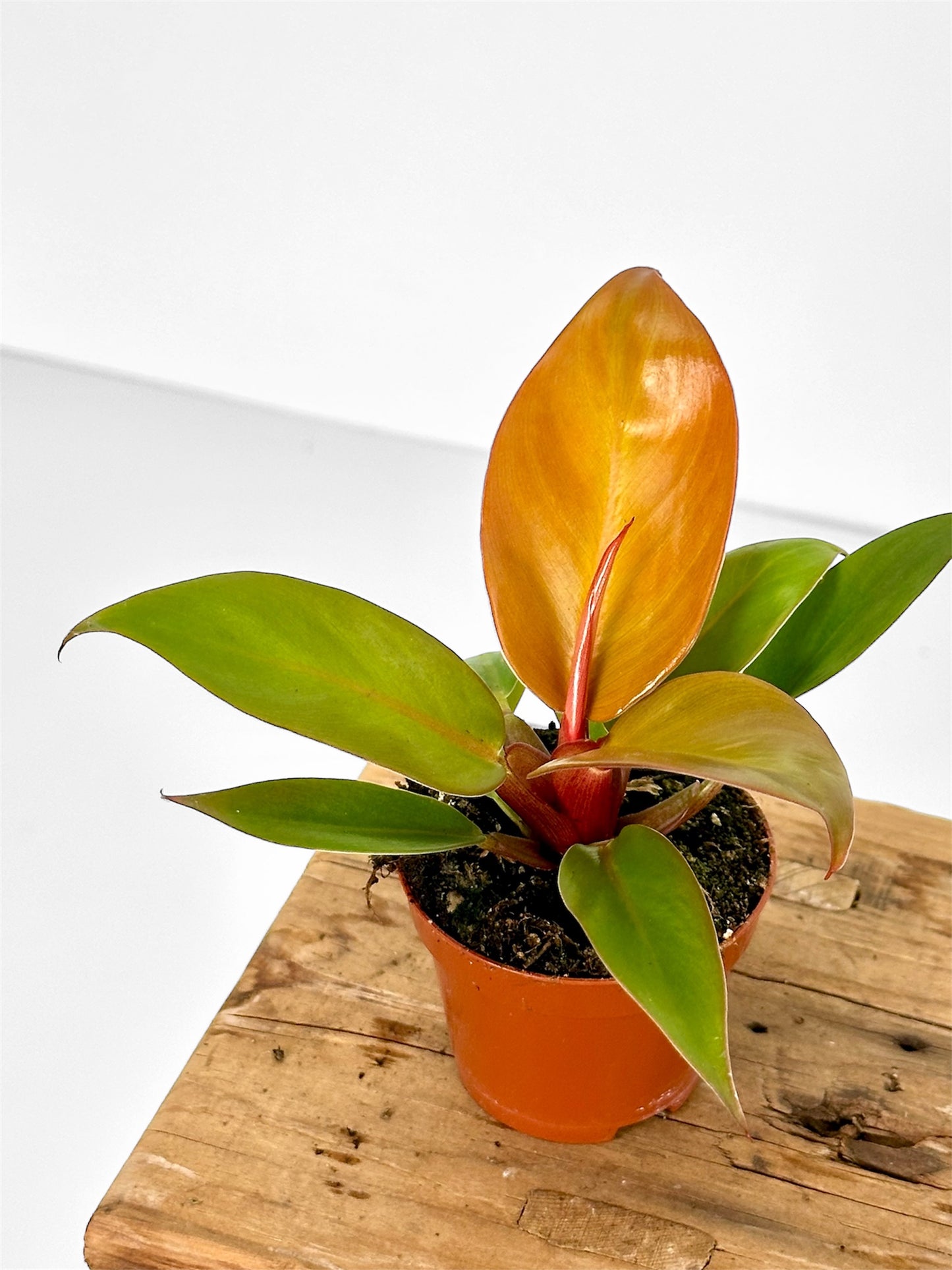 Philodendron Prince of Orange - Baby plant
