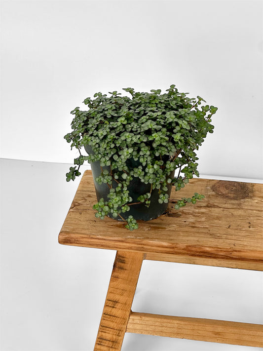 Pilea Glauca