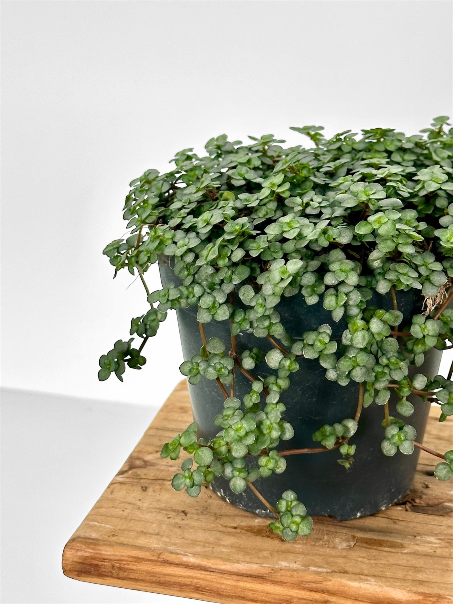 Pilea Glauca