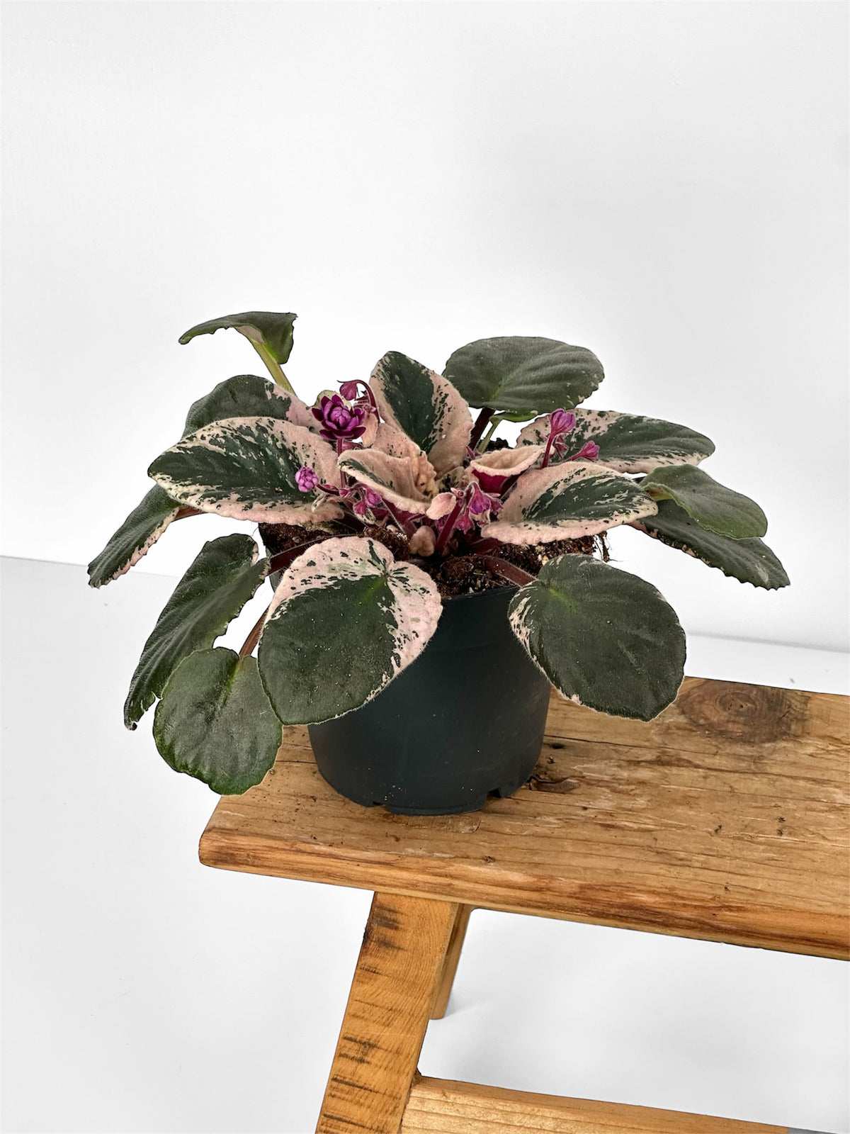Saintpaulia Streptocarpus Hovariagata