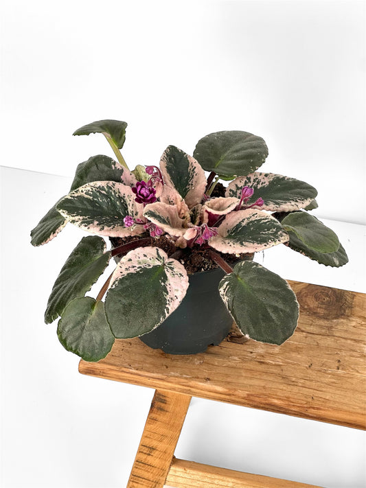 Saintpaulia Streptocarpus Hovariagata