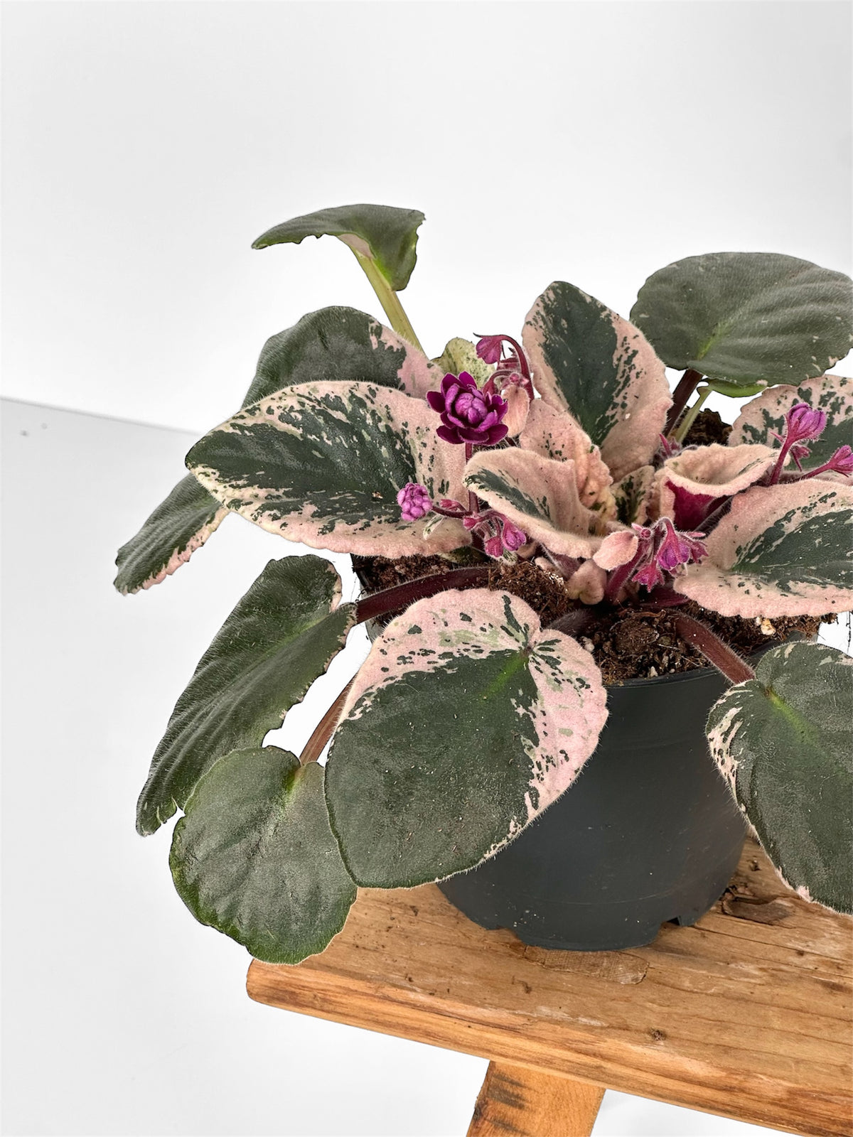 Saintpaulia Streptocarpus Hovariagata