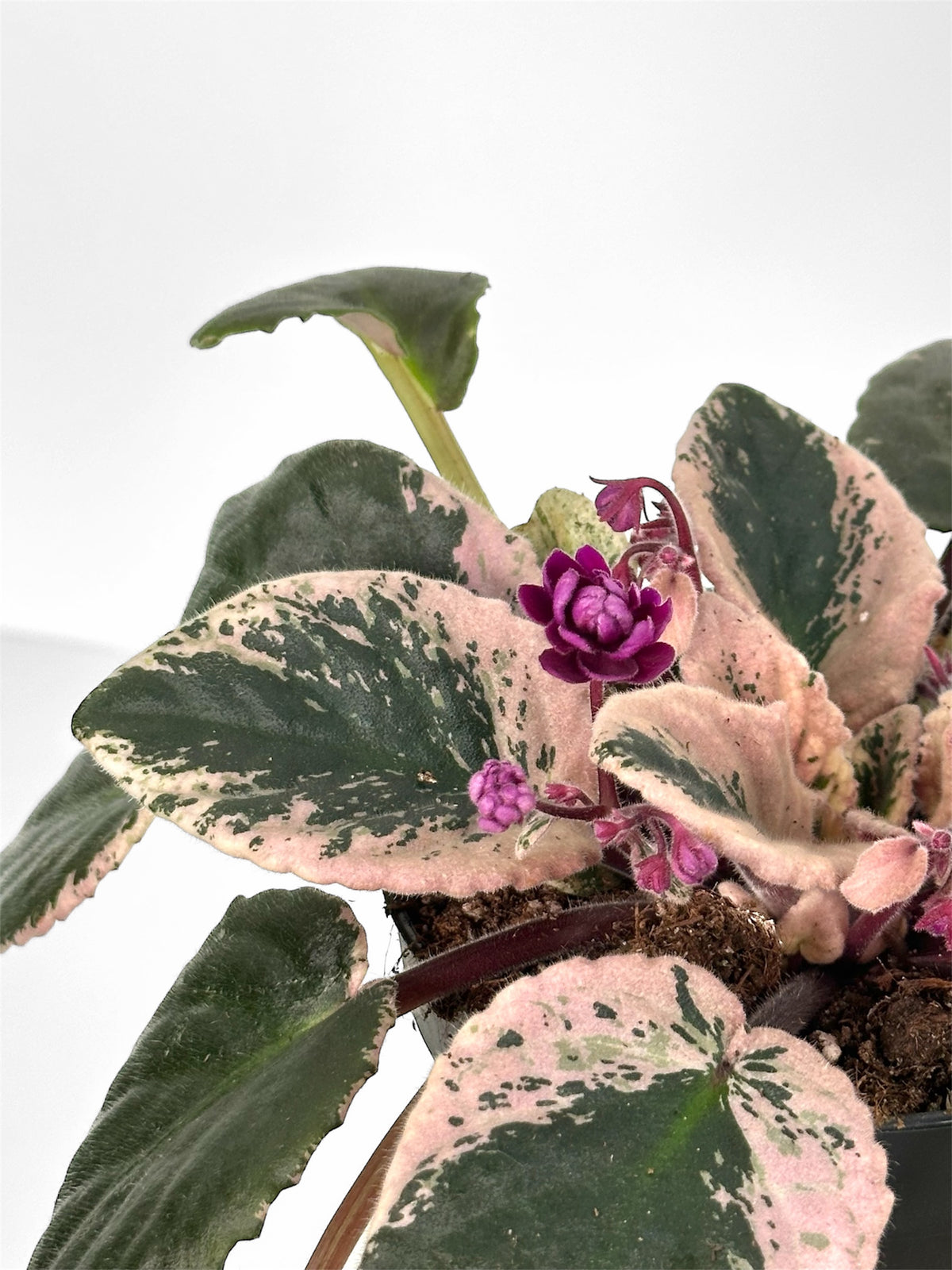 Saintpaulia Streptocarpus Hovariagata