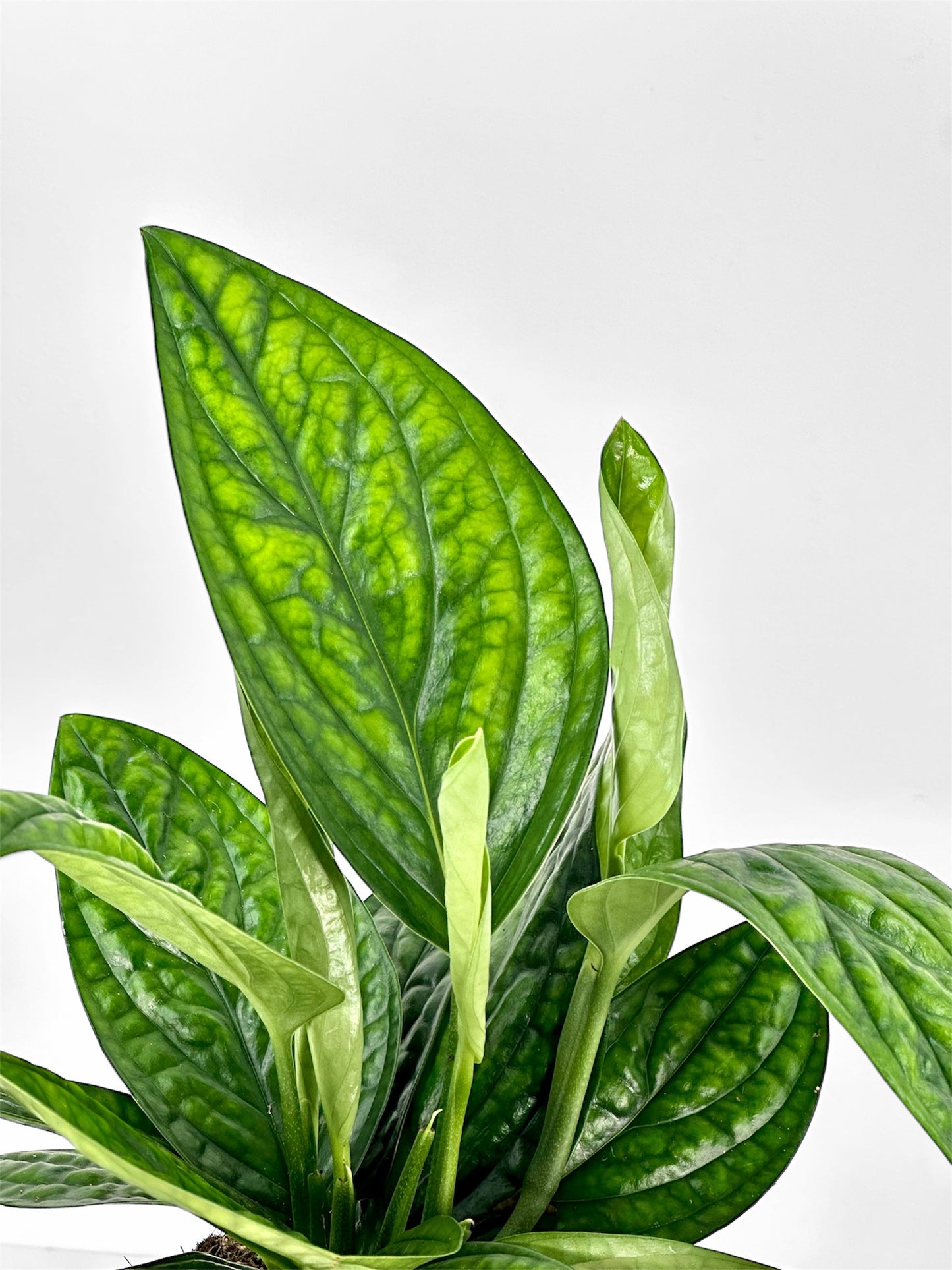 Epipremnum ''Marble Planet''