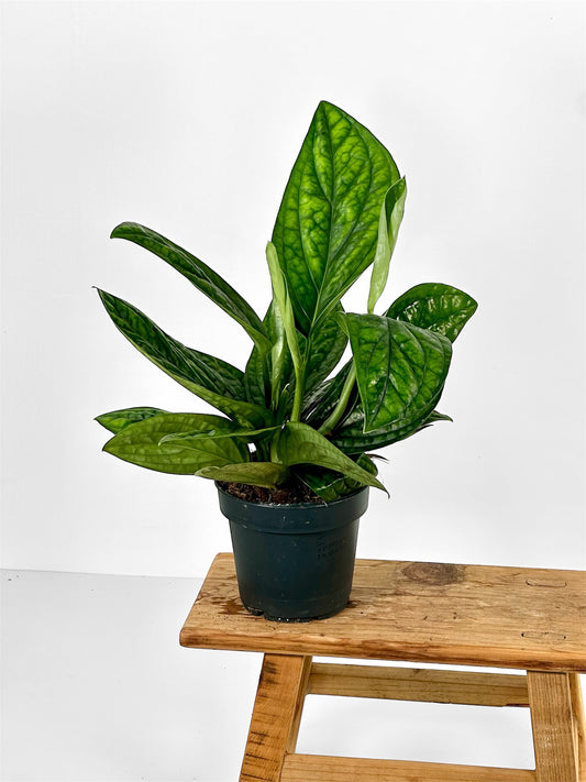 Epipremnum ''Marble Planet''