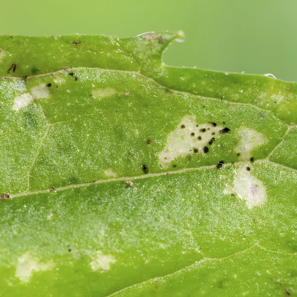 Pièges bleus contre les thrips