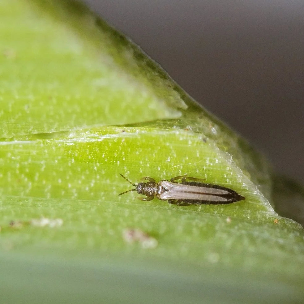 Pièges bleus contre les thrips