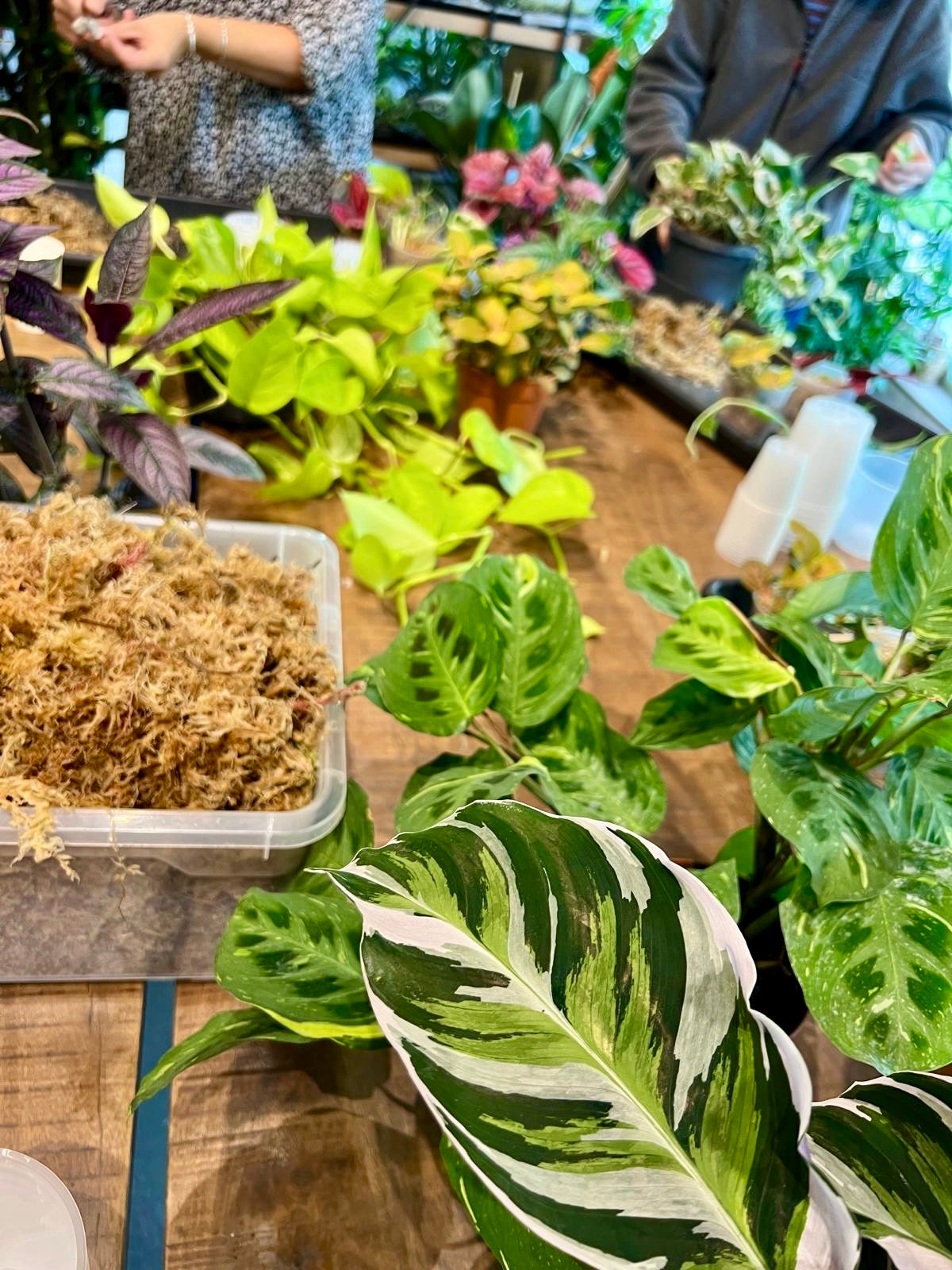 Atelier - Bouturer et multiplier ses plantes